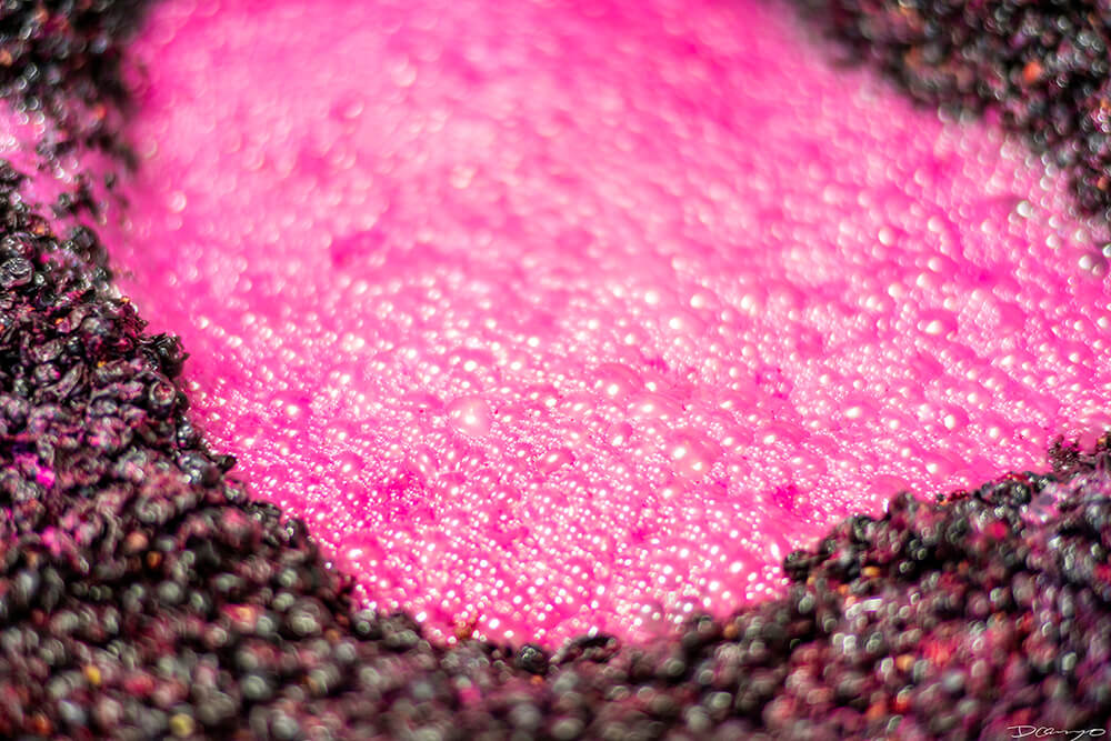Photos with Communique Wines in McMinville, Oregon, in the Fall of 2020.